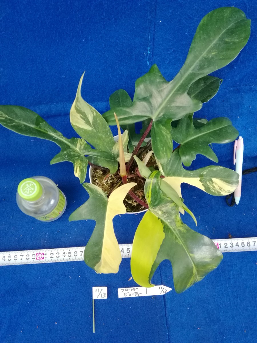 NO.1103　斑入り　古典　フィロデンドロン　フロリダビューティー　Phirodendron 　観葉植物　_画像6