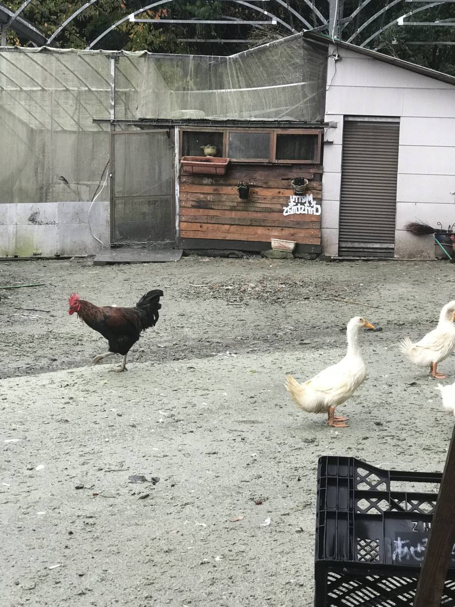 【食用】 有精卵 ５個 　ニワトリ 卵 鶏 家畜 地鶏　 平飼い 未使用_画像3