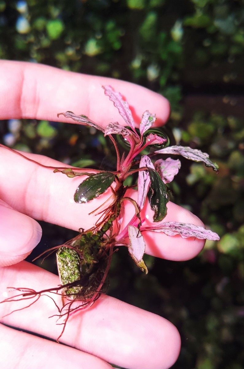 ブセファランドラ ピンクバリエガータ Bucephalandra Pink | nate 