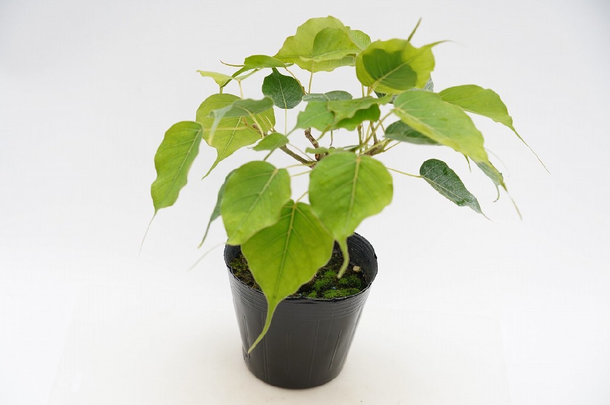 ★TO★特別なインドボダイジュ　スリーマハー菩提樹　Ficus religiosa　観葉植物　仏教三霊樹　4号ポット植え　ヨガにもGood　80サイズ_画像1