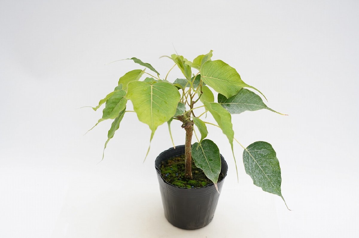 ★TO★特別なインドボダイジュ　スリーマハー菩提樹　Ficus religiosa　観葉植物　仏教三霊樹　4号ポット植え　ヨガにもGood　80サイズ_画像3