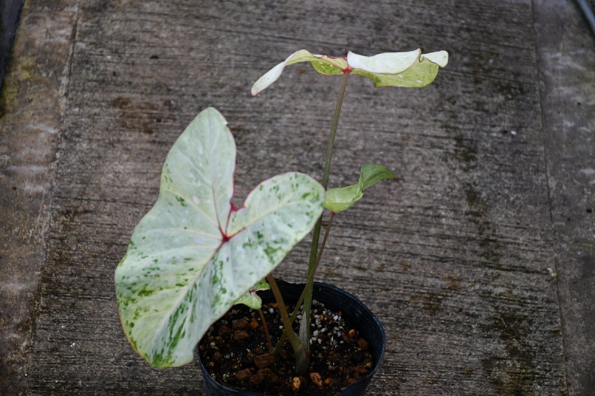 231130☆AO☆新しいカラジウム　Caladium Tie-dyed Tree Frog 80サイズ_画像3