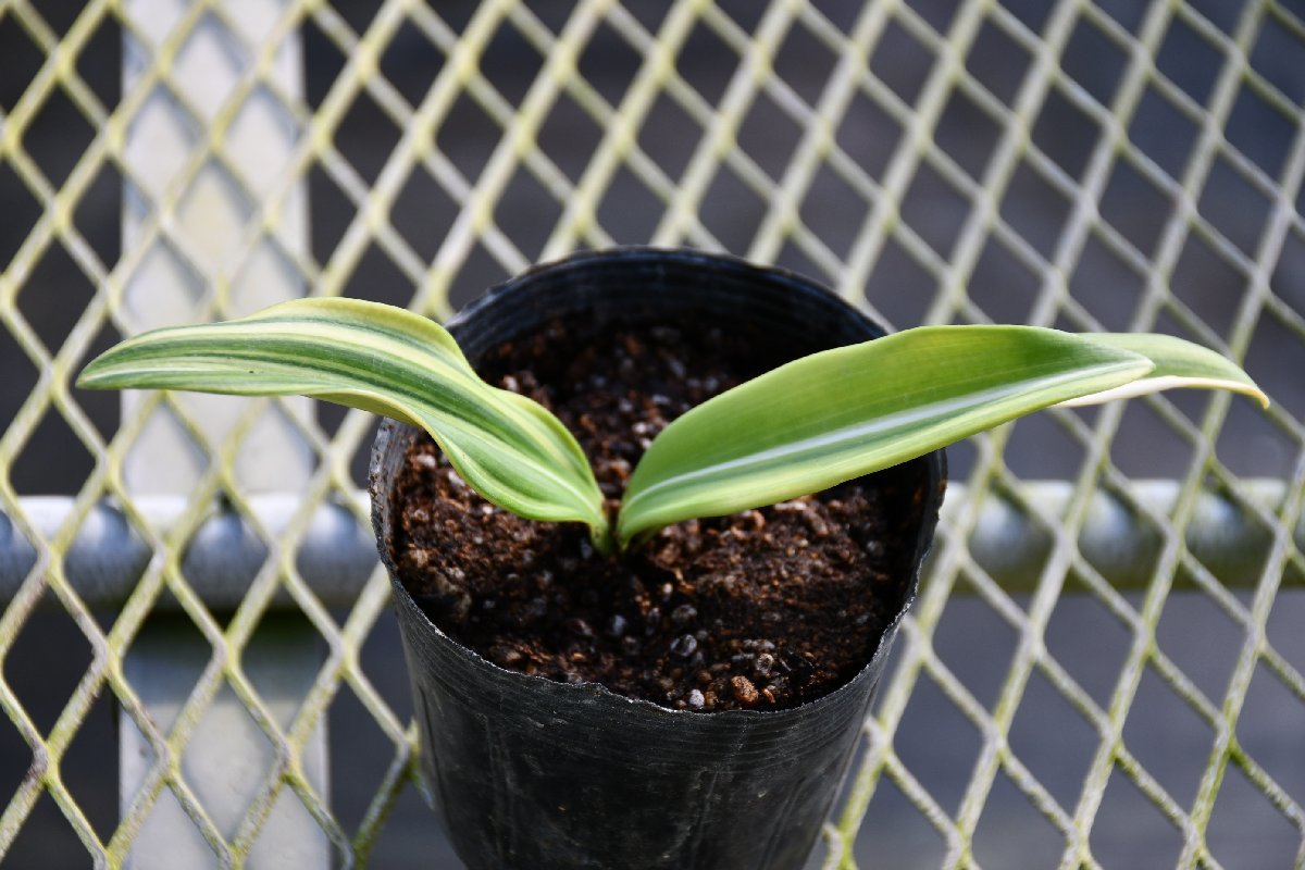 231174☆AO☆珍種　シロスジアママリリスの斑入り　 Hippeastrum reticulatum var. striatifolium 'Variegatum' 60サイズ_画像3