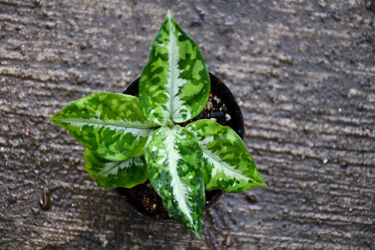 231165☆AO☆人気のアグラオネマ　アグラオネマ・ビクツム'トリカラー'Aglaonema pictum 'Tricolor' 60サイズ_画像2