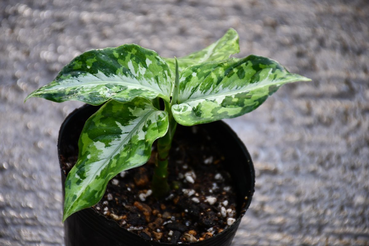 231165☆AO☆人気のアグラオネマ　アグラオネマ・ビクツム'トリカラー'Aglaonema pictum 'Tricolor' 60サイズ_画像3