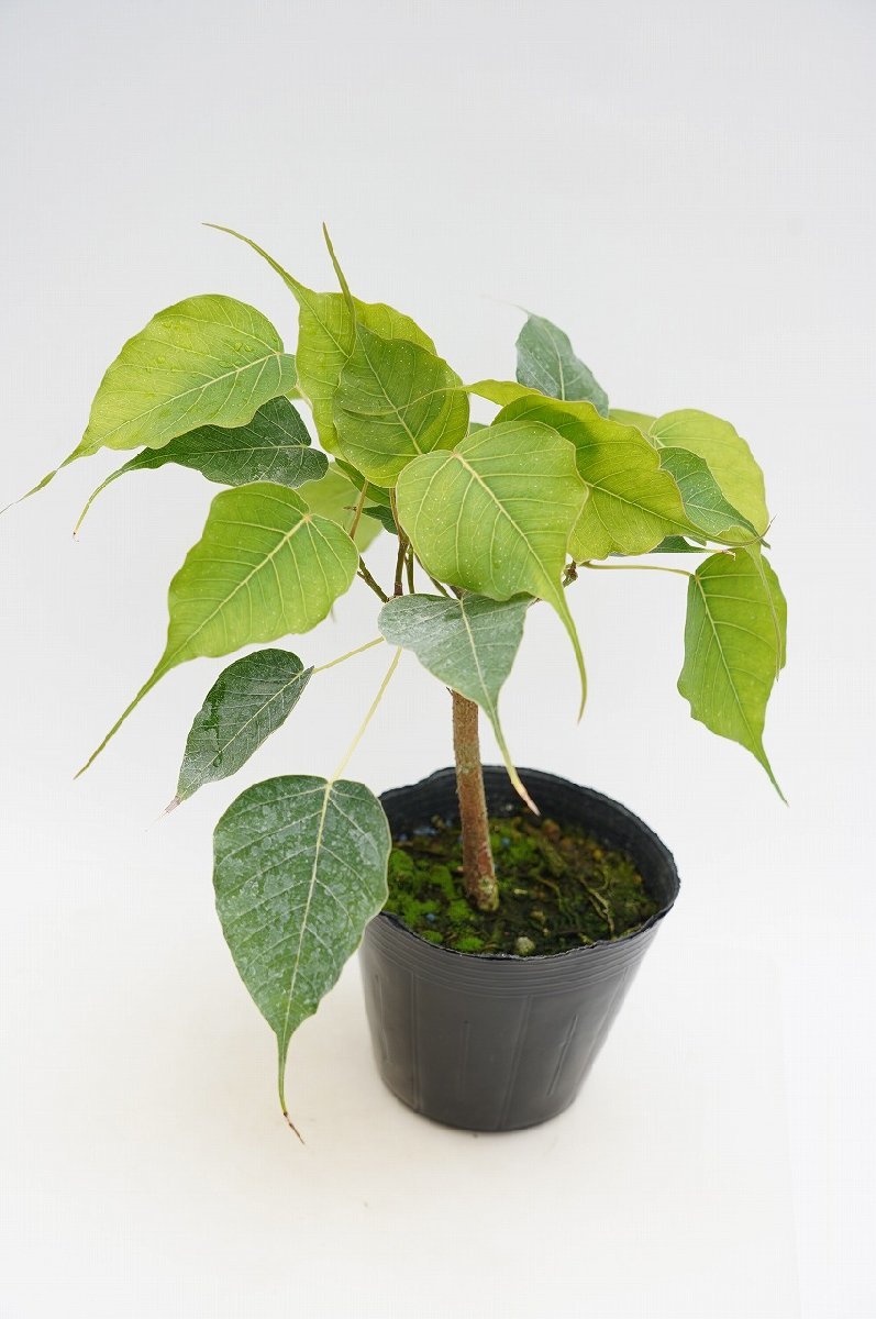 ★TO★特別なインドボダイジュ　スリーマハー菩提樹　Ficus religiosa　観葉植物　仏教三霊樹　4号ポット植え　ヨガにもGood　80サイズ_画像4