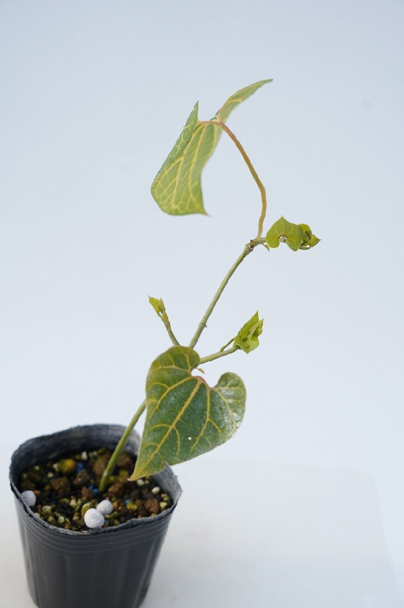 ★TO★珍種　エキゾチックできれいな葉が魅力的 アリストロキア・レウコネウラ　Aristolochia leuconeura　3号ポット苗　80サイズ_画像3