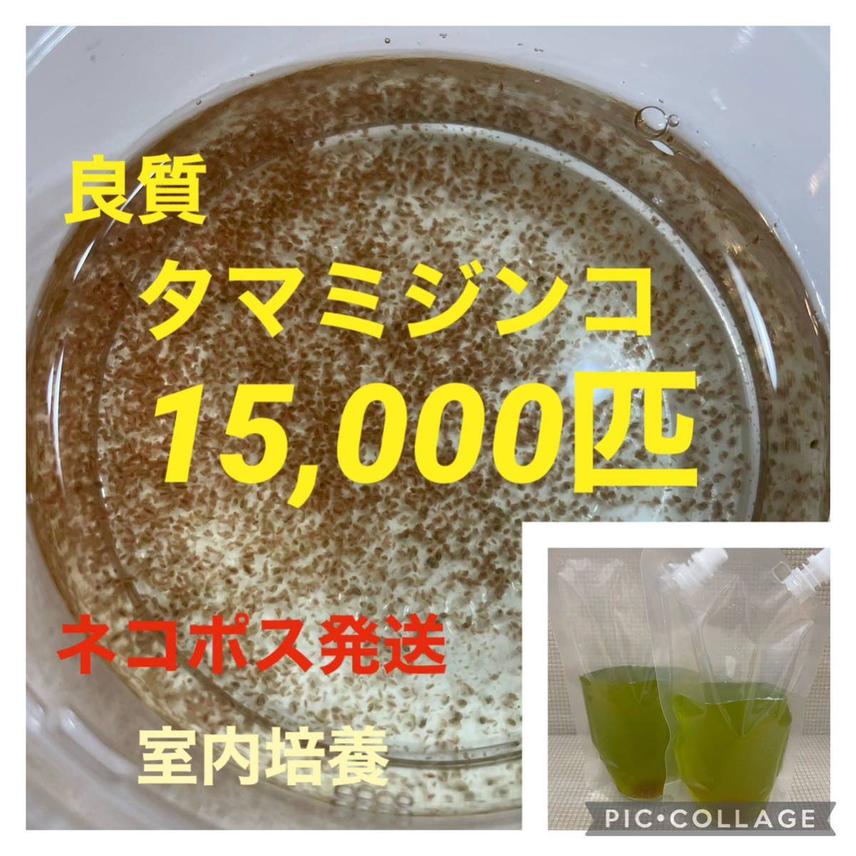 送料無料　良質　タマミジンコ　15,000匹＋α 完全室内培養　生き餌　冬越し前の幼魚　稚魚　加温メダカ　産卵促進に_画像1