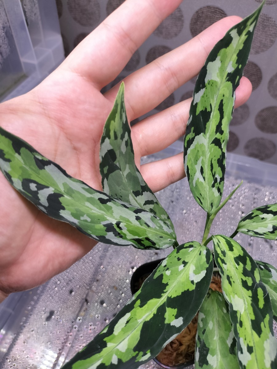 Aglaonema pictum① アグラオネマ ピクタム マルチカラー_画像8