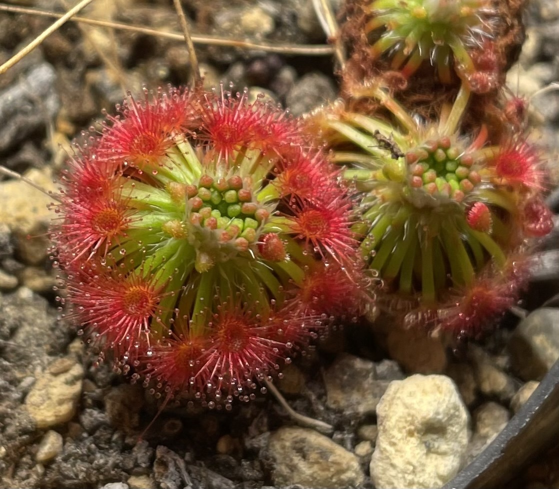 (食虫植物)ピグミー・ドロセラ カリストス　ブルックトンフォーム(Drosera callistos Brookton Form)のムカゴ8粒（即決なら10粒）_画像1