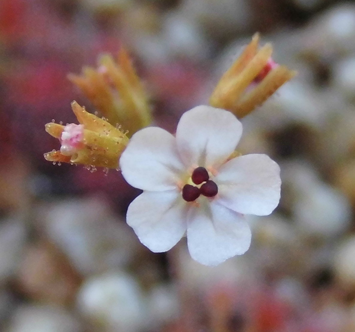 (食虫植物)ピグミー・ドロセラ ニチズラ・ミニボタン(Drosera nitidula mini button)のムカゴ8粒（即決なら10粒）_画像3