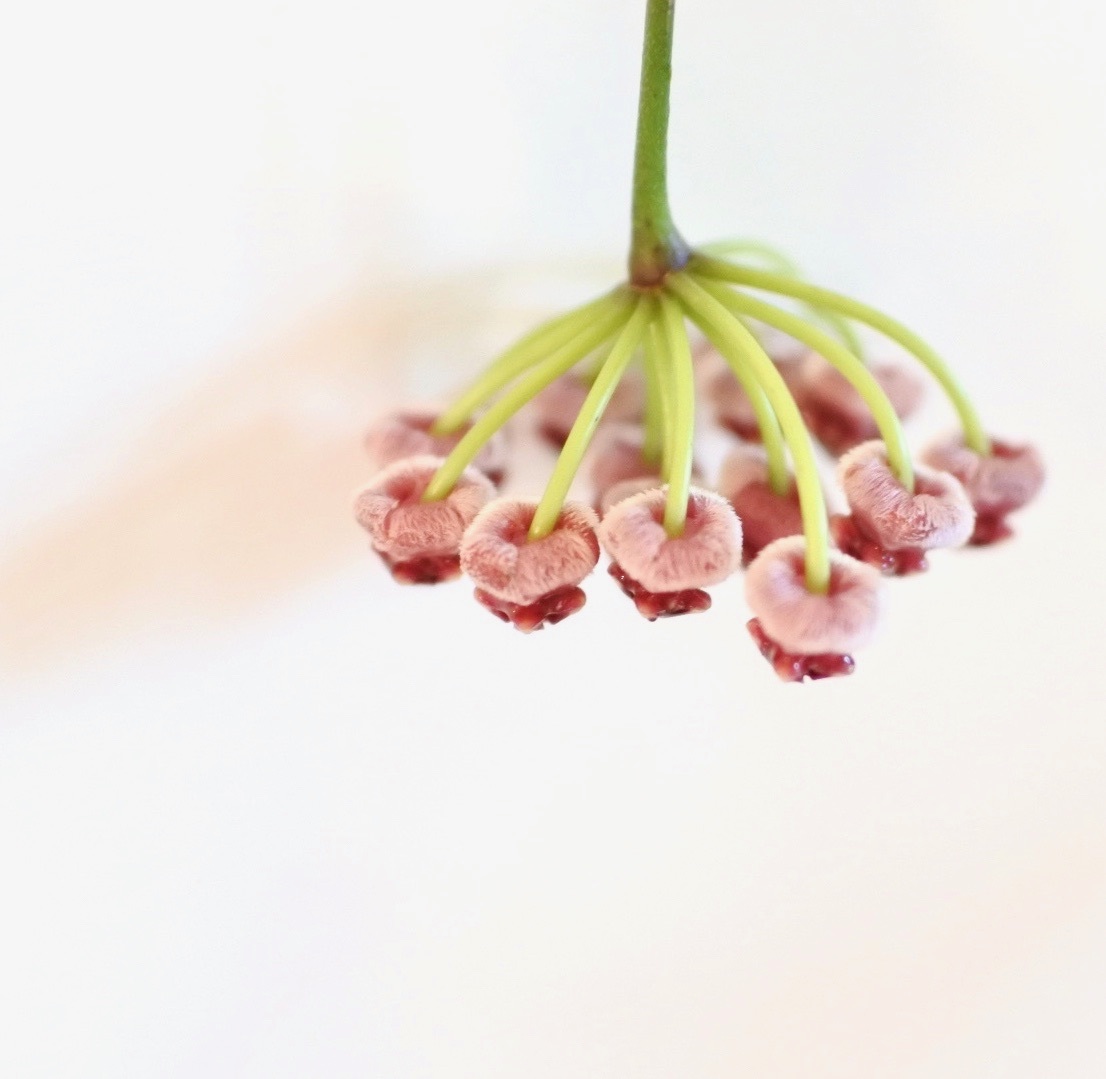 観葉植物　ホヤ ロンギフォリア　チャイナビーンズ　花付きがよく、とても丈夫で育てやすいです　サクララン　ハンギング向け_親株開花時の参考画像です。