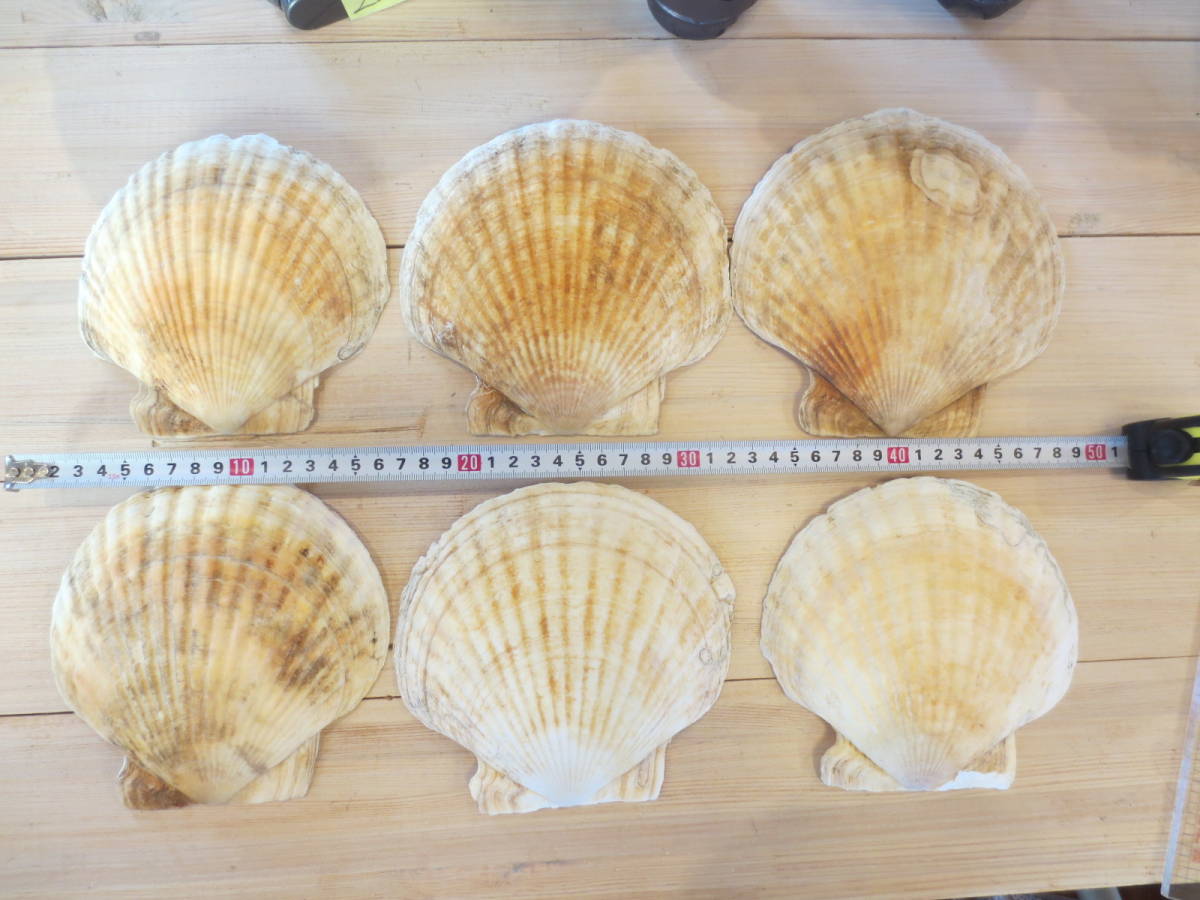 北海道　オホーツク海　サロマ　ホタテの貝殻　6枚　15㎝～16㎝_画像1