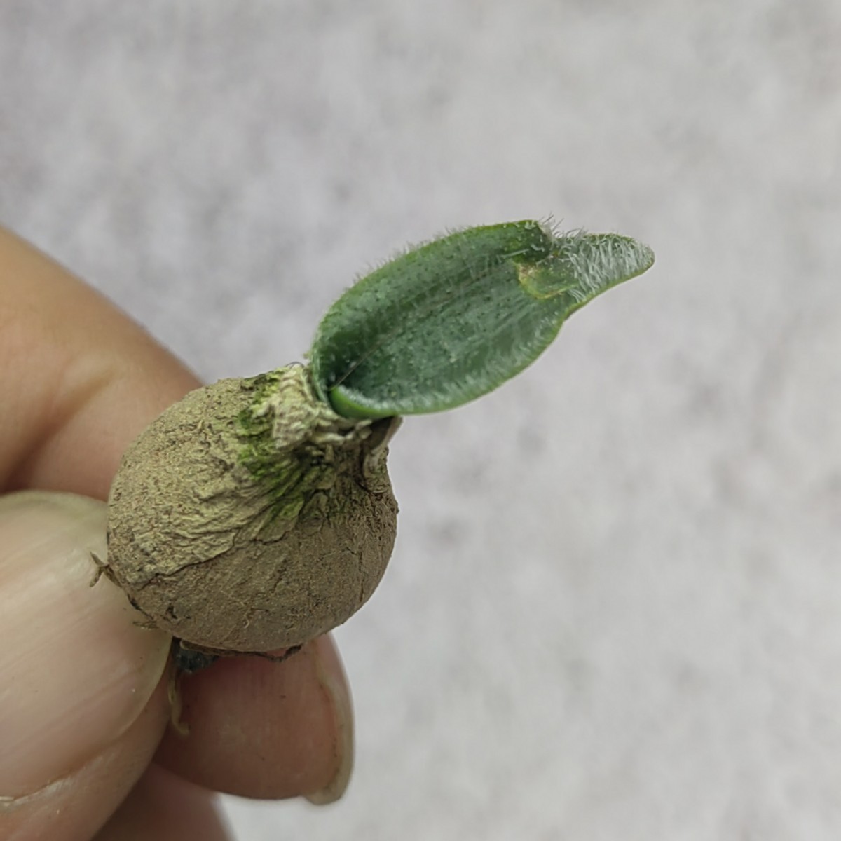 【805】 珍奇植物 Strumaria Fuzz D属 貴重希少 3株同梱_画像4