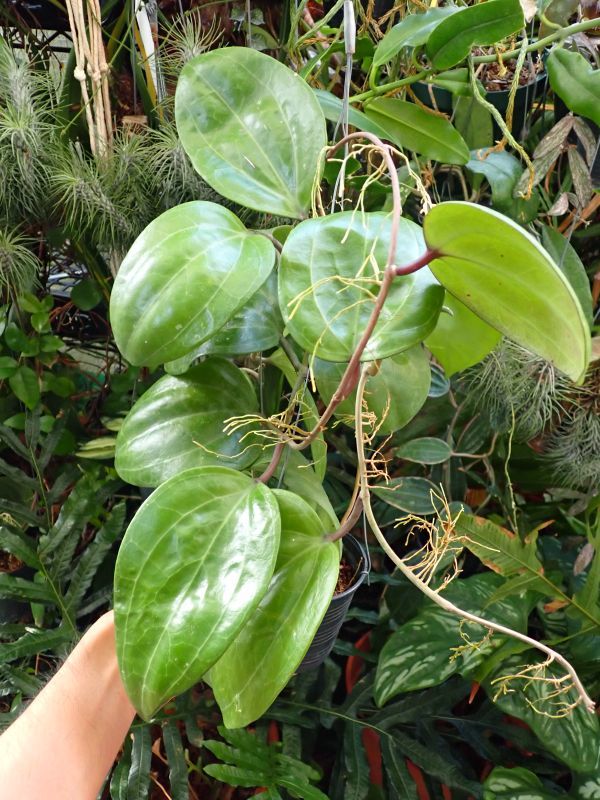 ホヤ・ラティフォリア(マクロフィラ)　大型になる葉の独特な原種_画像2
