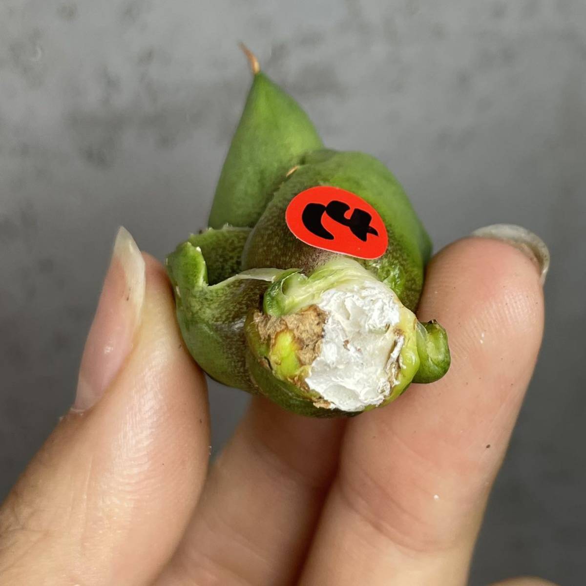 アガベ チタノタ ' シーズナル マルジナータ ' agave titanota ' seasonal marginata ' 14_画像6