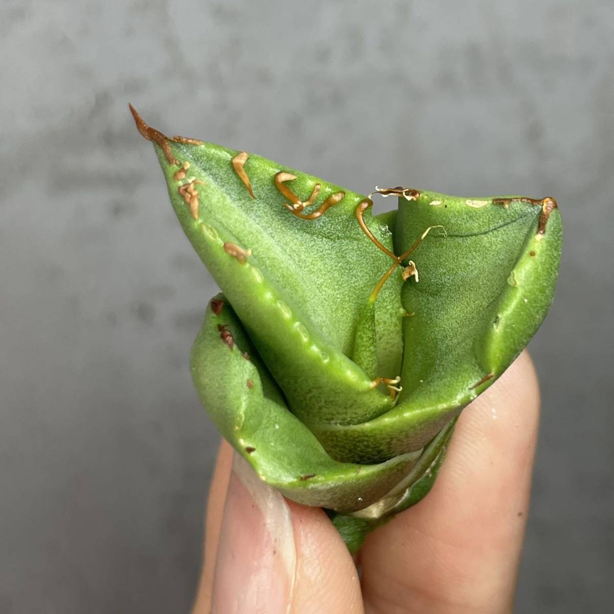 アガベ チタノタ ' シーズナル マルジナータ ' agave titanota ' seasonal marginata ' 14_画像4