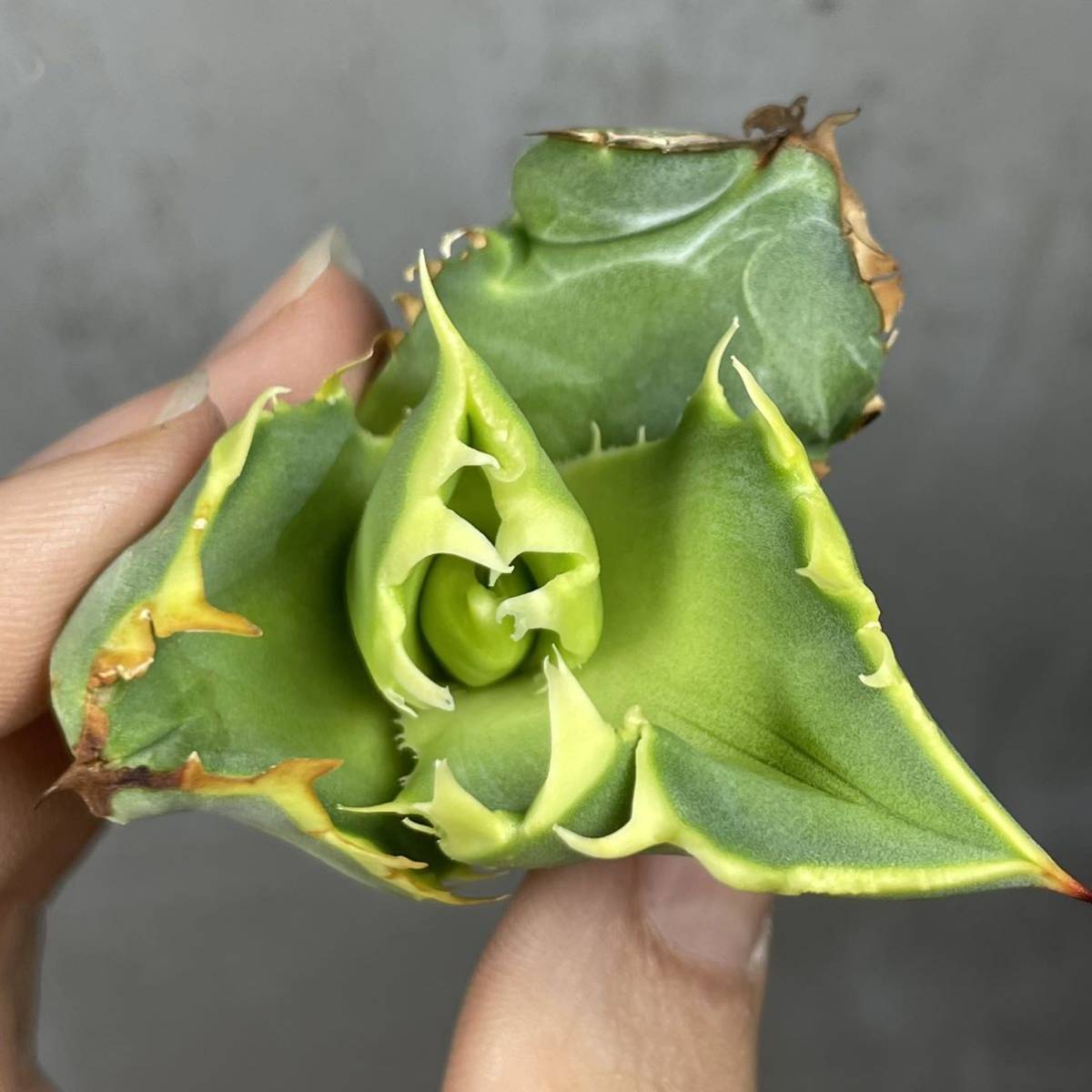 アガベ チタノタ ' 蟹 ' agave titanota ' 蟹 ' 15_画像7