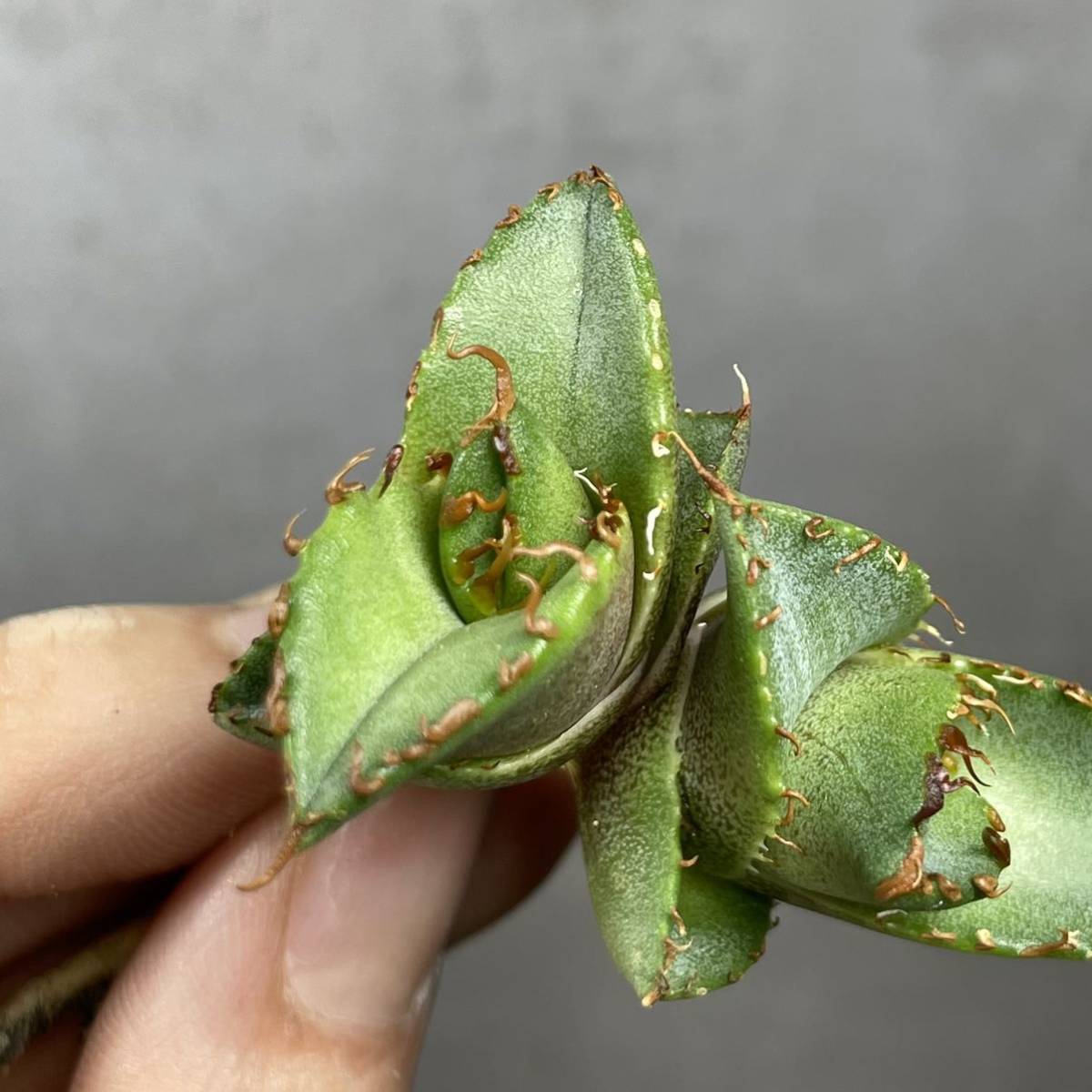 アガベ チタノタ ' シーズナル マルジナータ ' agave titanota ' seasonal marginata ' 多頭18_画像5