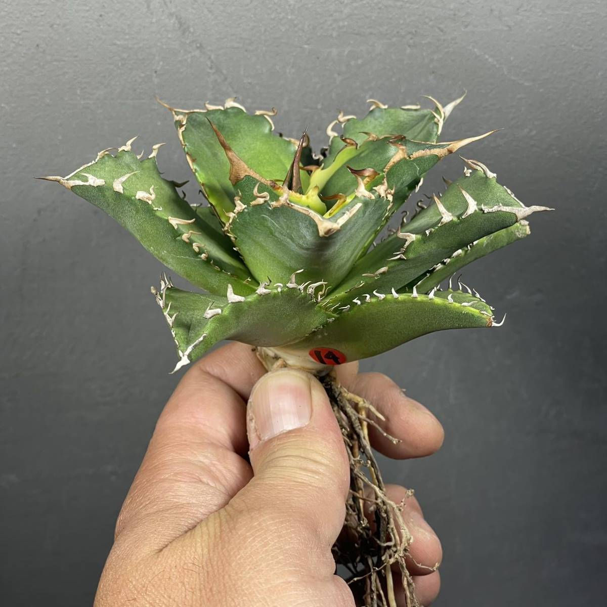 アガベ チタノタ ' シーズナル マルジナータ ' agave titanota ' seasonal marginata ' 14_画像8