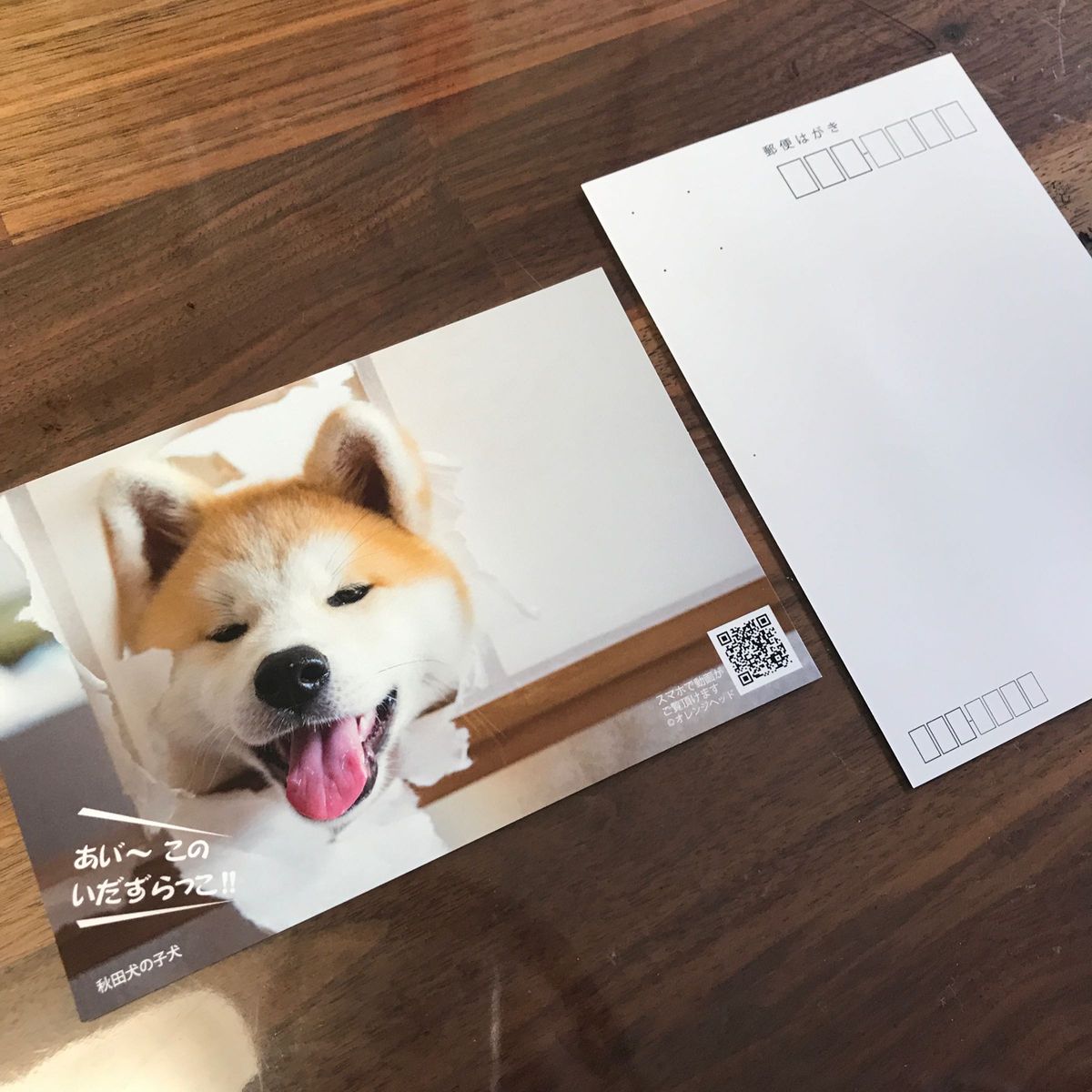 秋田犬　ポストカード　5枚セット