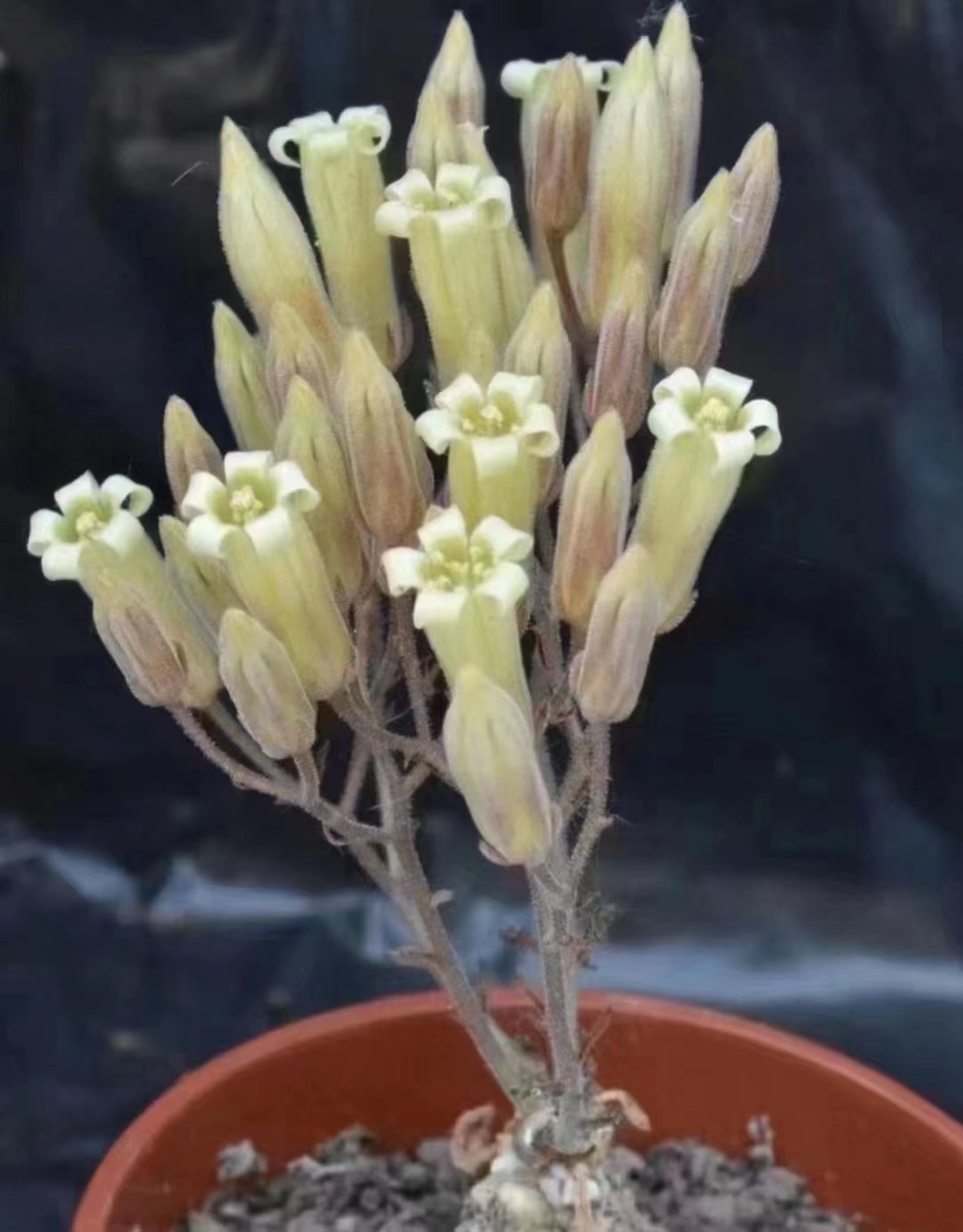 E28 【パンダ園芸】Tylecodon sulphureus (Pofadder, RSA)/チレコドン スルフレウス//多肉植物5株 _画像2