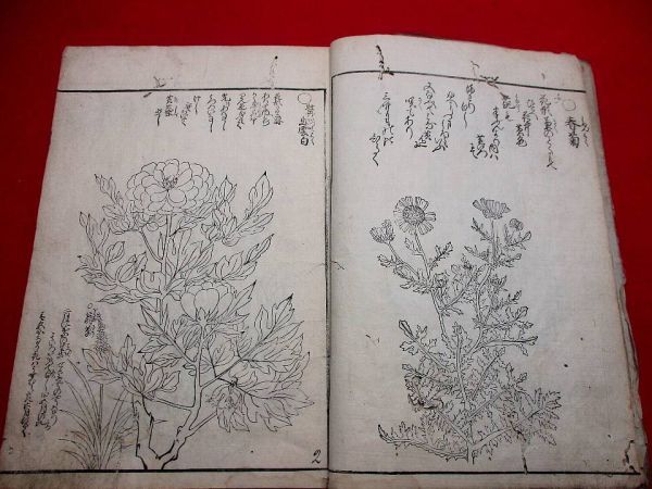 815◇　草花絵前集　元禄12年　刷り良好　植物図鑑　絵本　和本 古書 古文書_画像1