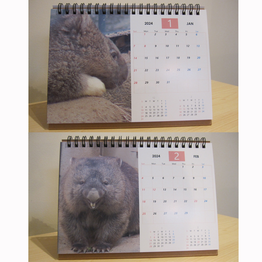 五月山　ウォンバット　カレンダー　2024　③_画像2