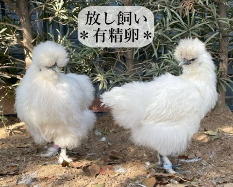 東京烏骨鶏 烏骨鶏 4個 有精卵 種卵 食用 放し飼い ふわふわ もこもこ 送料無料_画像8