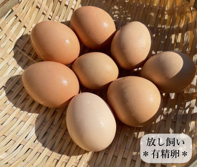 東京烏骨鶏 烏骨鶏 6個 有精卵 種卵 食用 放し飼い ふわふわ もこもこ 送料無料_画像10
