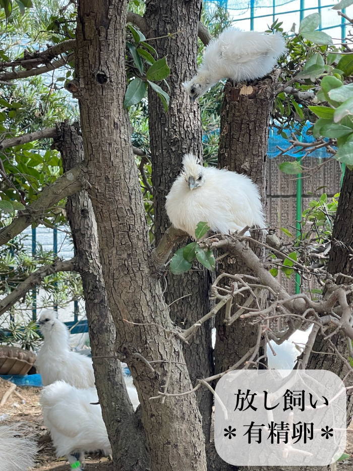 東京烏骨鶏 烏骨鶏 6個 有精卵 種卵 食用 放し飼い ふわふわ もこもこ 送料無料_画像7