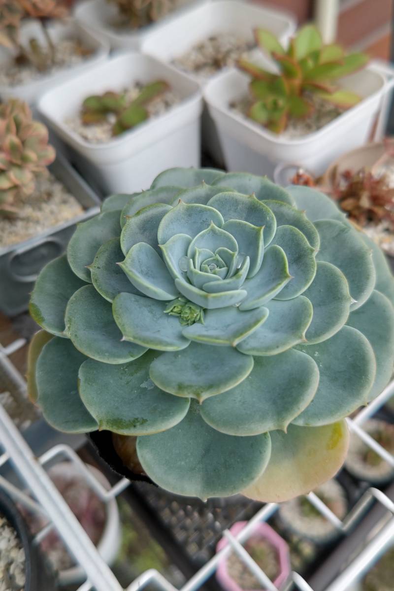 ★大きくて美しい七福神・エケベリア★多肉植物　カット苗　約10cm　寄せ植え_画像2