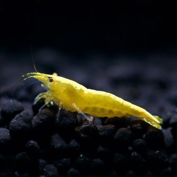 **. tail ..** yellow Cherry shrimp 30 pcs 