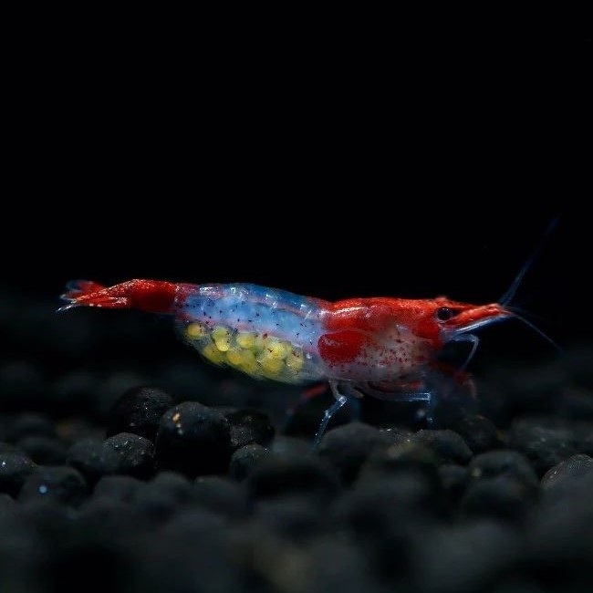 **. tail ..** red ru Lee shrimp 10 pcs 