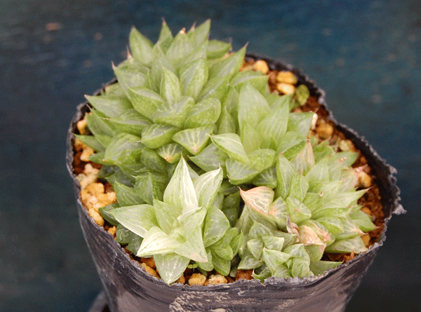 多肉植物　ハオルチア　氷砂糖_画像1