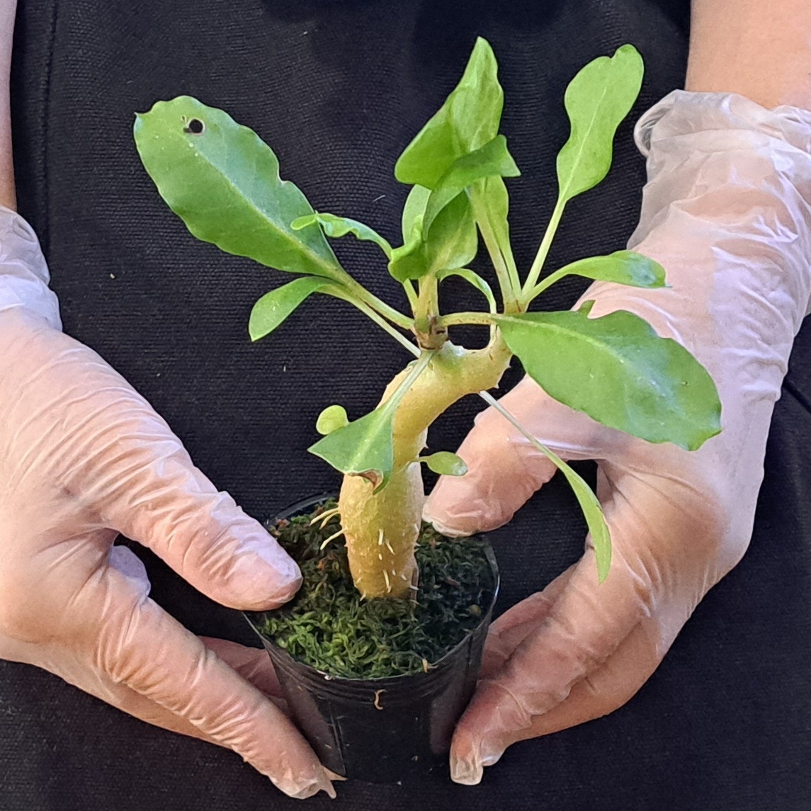 ☆1円スタート☆14 ミルメコディア 植物☆Myrmecodia sp Sulawesi petiole white black tube seedling(ミルメコディア)/アリ植物_画像4