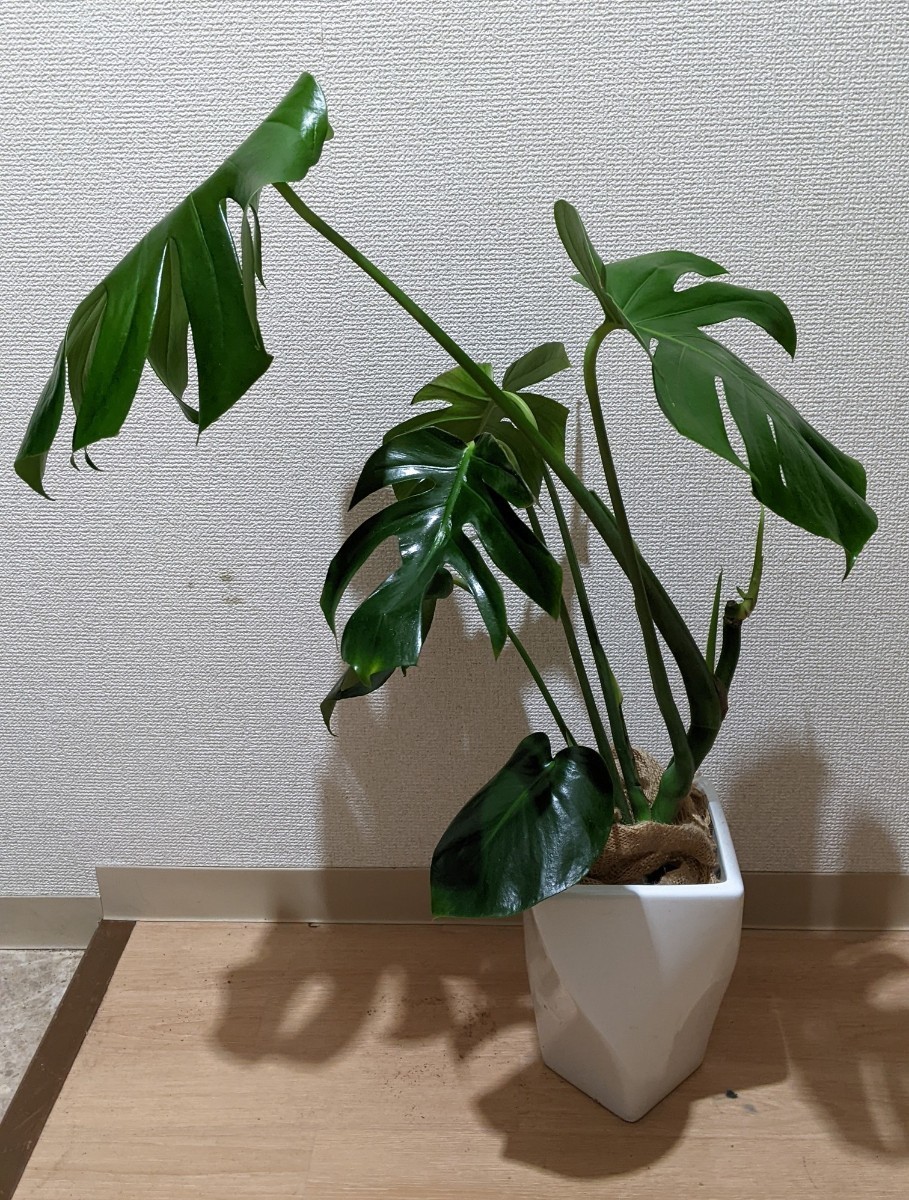 手渡し対応【大阪】実生 モンステラ・デリシオサ 現品 ★ Monstera Deliciosa デリシオーサ 根 良好（参考 植木鉢 21cm角 ）新芽_画像2