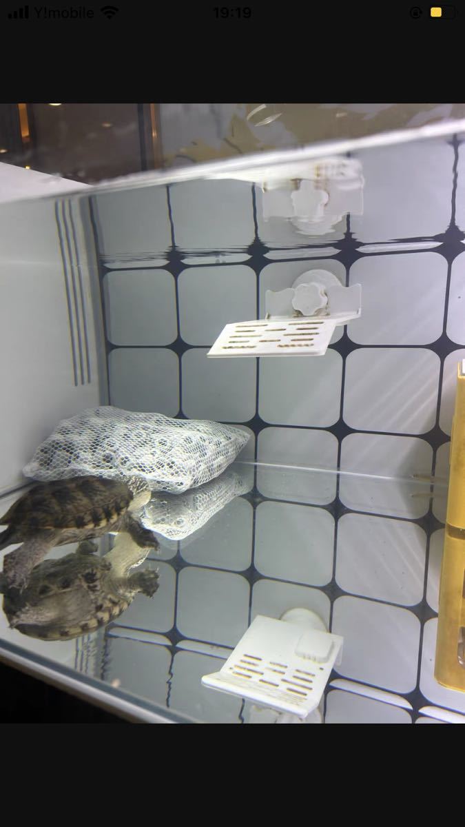 水質浄化抜群最強万能ろ材 最強ろ材 繊維リングろ材1kg即時発送 水質浄化抜群最強万能ろ材 最強ろ材 繊維リングろ材1kg即時発送