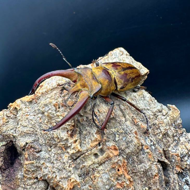 [WF1] creel to Rius Miyama stag beetle 2. larva 3 head 