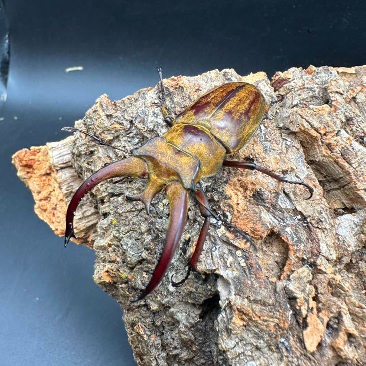 [WF1] creel to Rius Miyama stag beetle 2. larva 3 head 