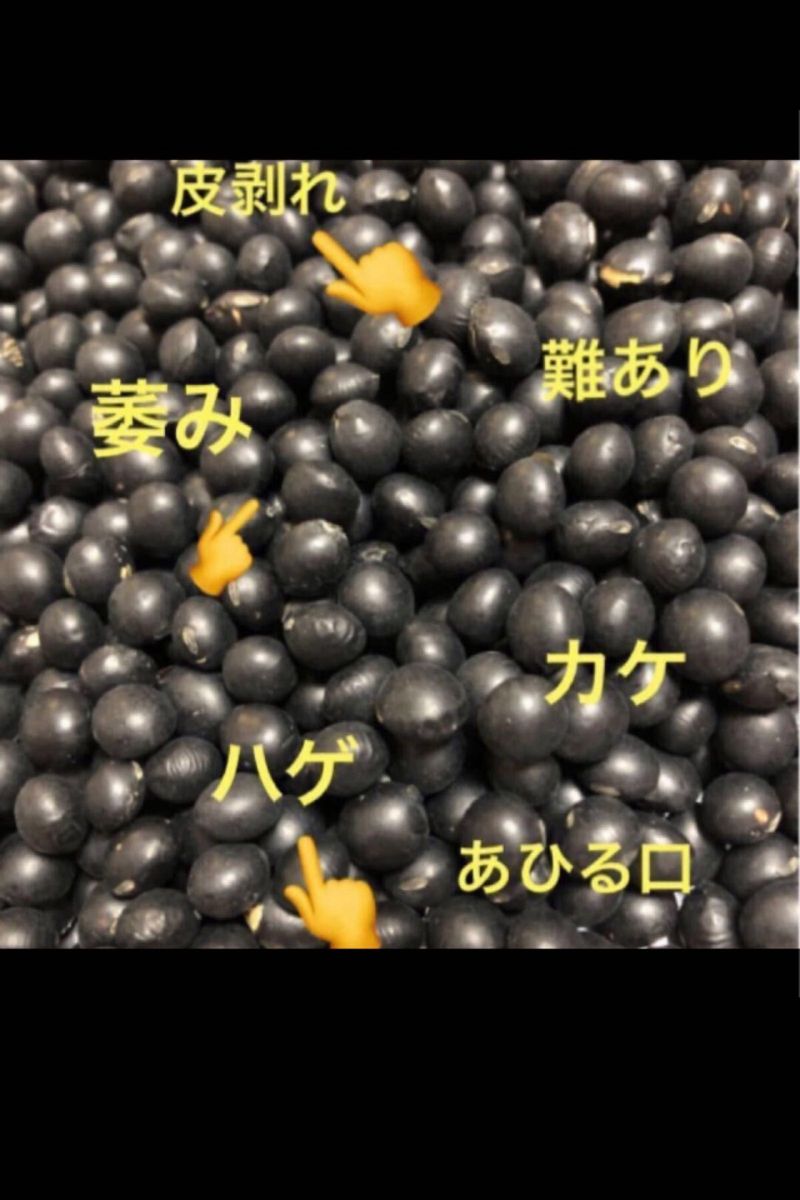 ◆◆北海道自家農園　黒豆　１５００ｇ 訳あり　