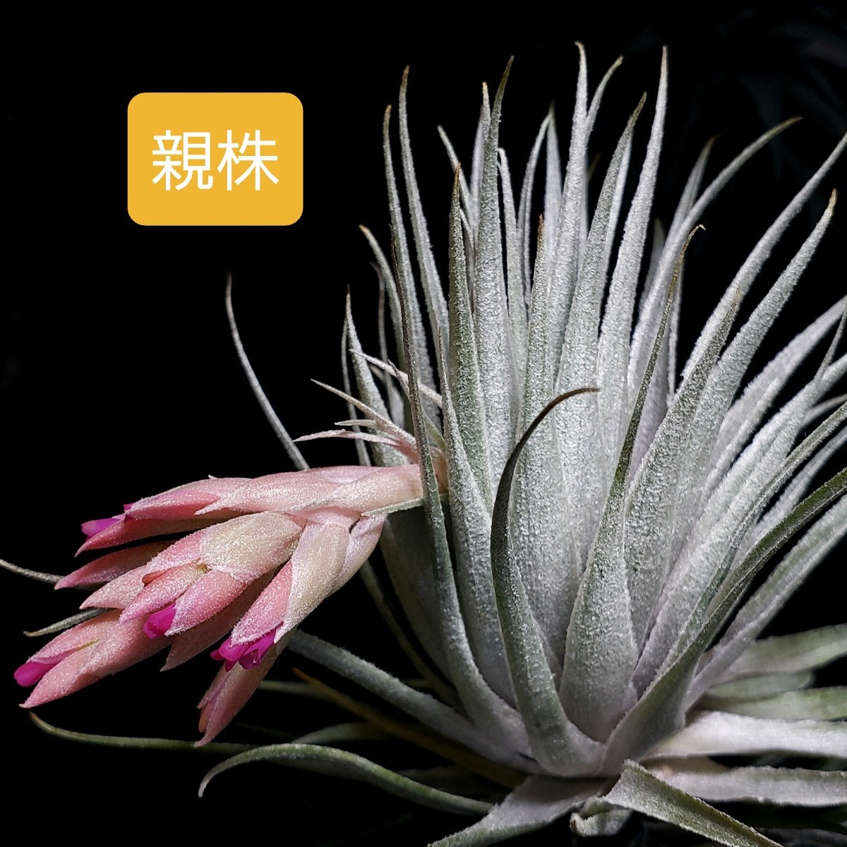 Tillandsia roseiflora (hybrid?) エアープランツ チランジア_画像1