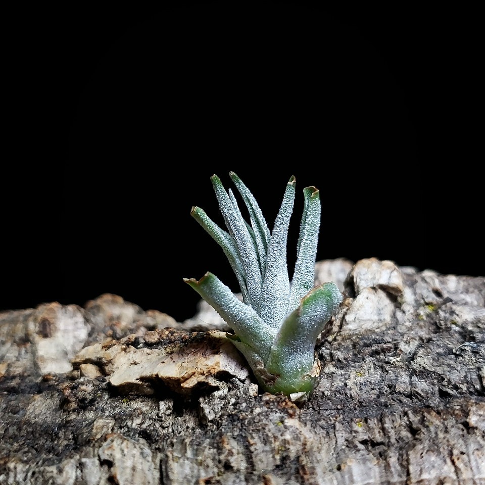 Tillandsia brachyphylla エアープランツ チランジア_画像3