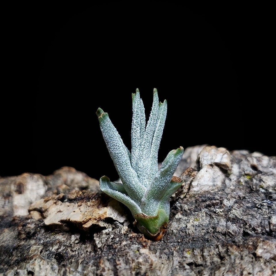 Tillandsia brachyphylla エアープランツ チランジア_画像2