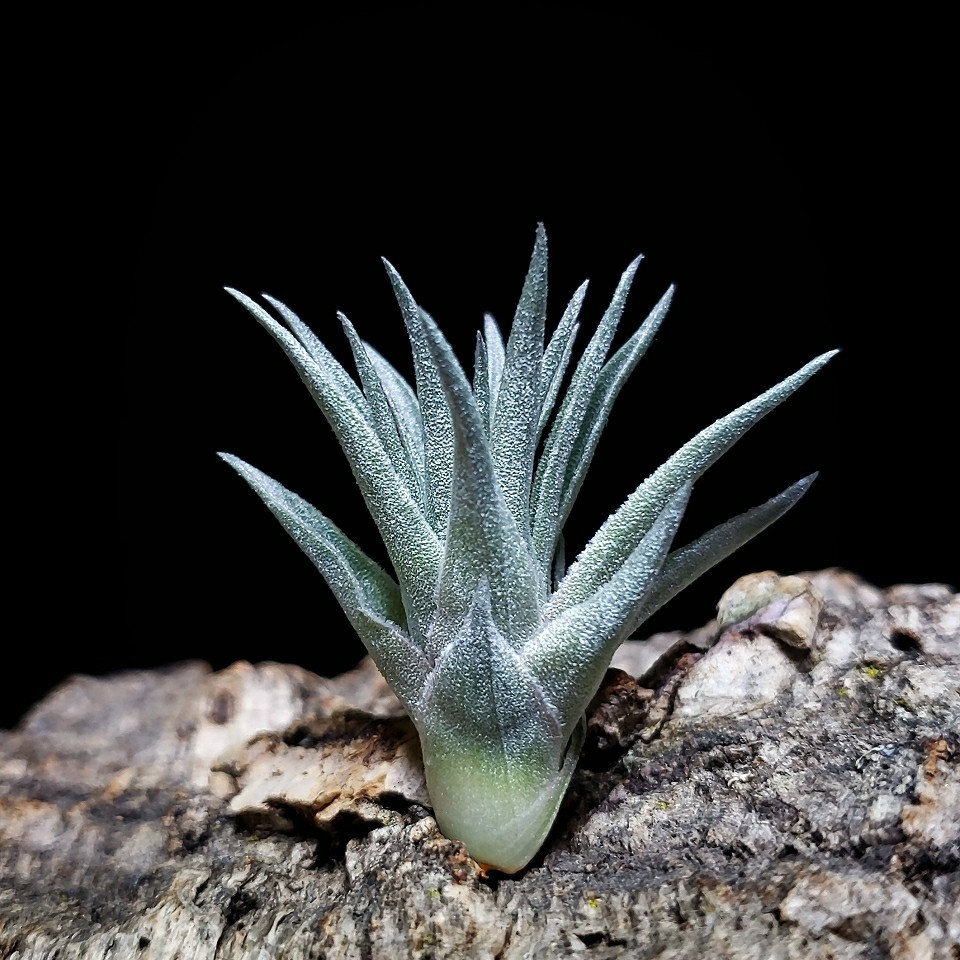 Tillandsia roseiflora エアープランツ チランジア_画像2