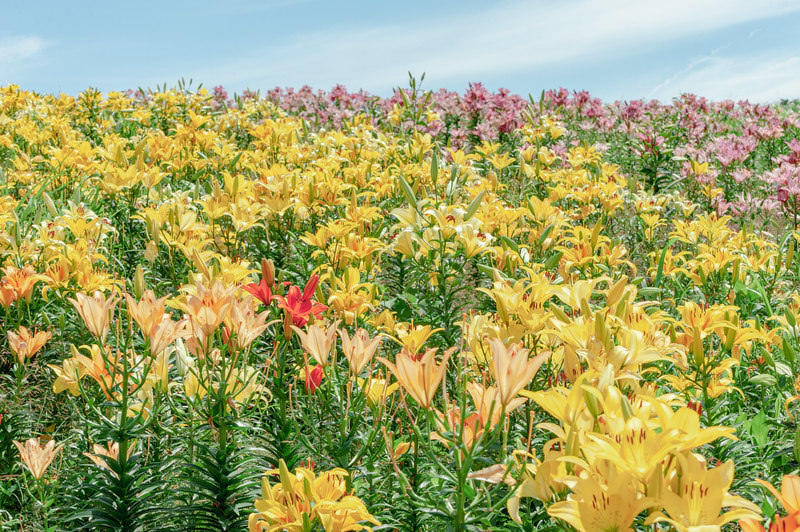 １円画像　ユリの花_画像1