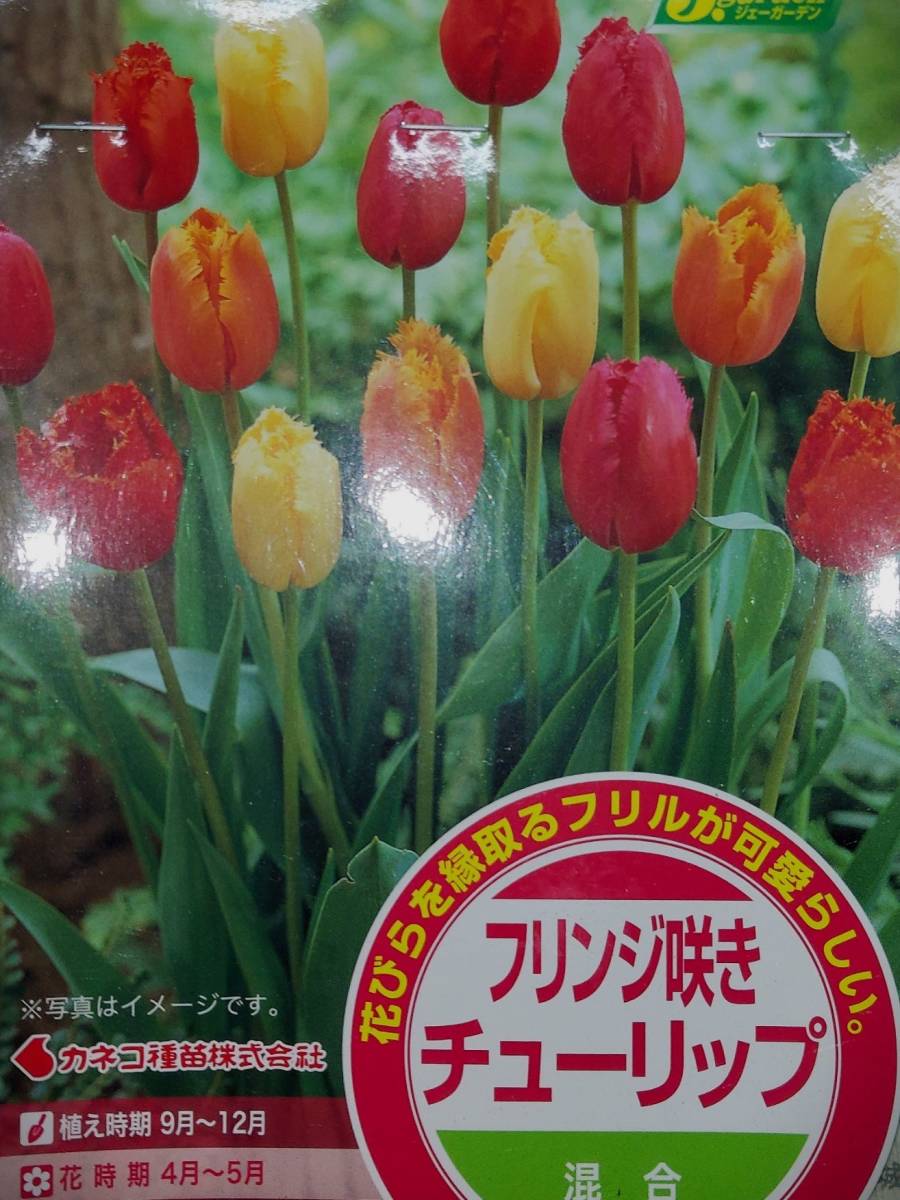 即決！♪人気　ひらひらフリル　可愛い　フリンジ咲き　チューリップ　混合　５球_画像1