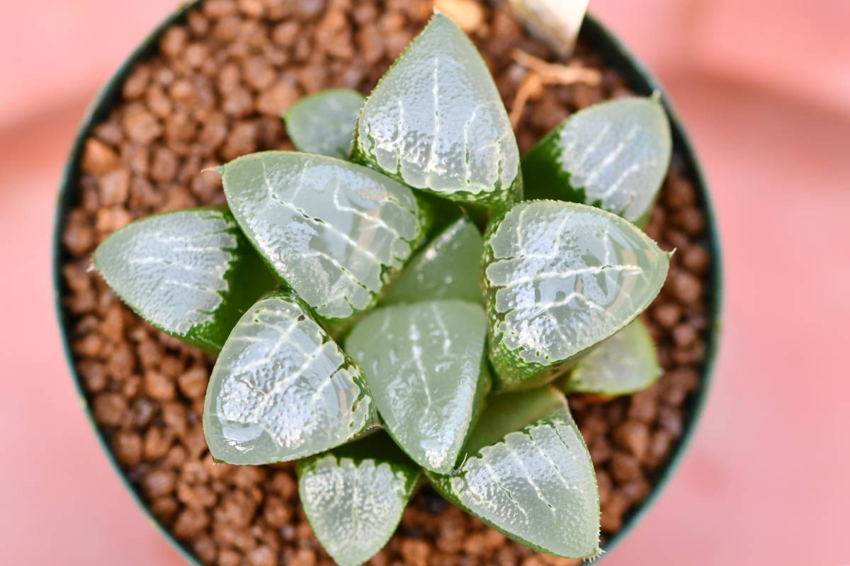 ★　第四種可　多肉植物　ハオルチア　月影　1鉢　★山野草　サボテン　観葉植物　インテリア　エケベリア_画像1