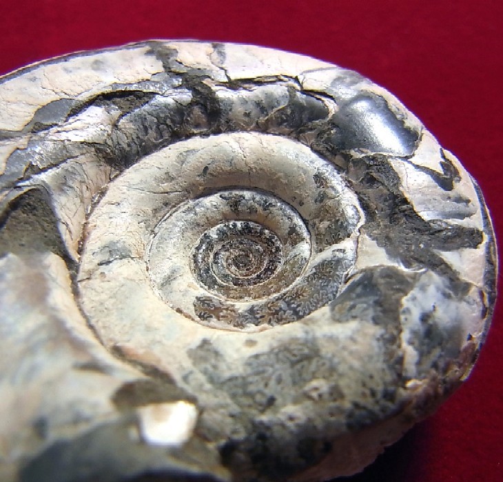 ●e-542 日本の化石 中川の Gaudryceras _画像4