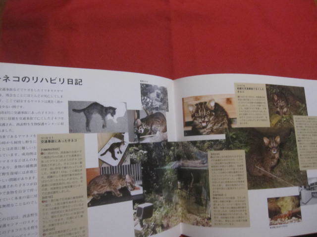 ☆Ｉｒｉｏｍｏｔｅ  Ｃａｔ    イリオモテヤマネコ  ＢＯＯＫ      【沖縄・琉球・自然・生物・動物・天然記念物・西表島】の画像9